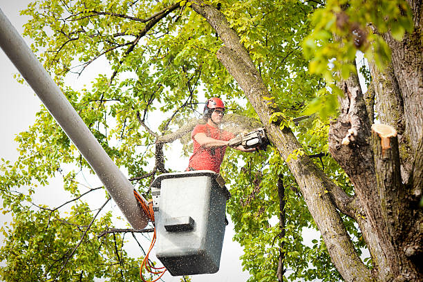 Best Best Tree Removal Services  in USA